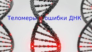 Молекулярная биология. Зомби-клетки, теломеры и ошибки ДНК: почему тело ломается с возрастом.