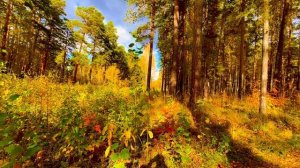 У осени нарядов много, прогулка по лесу🌾🌼🍁🌲🍂🌱🌿, Асбест, Средний Урал