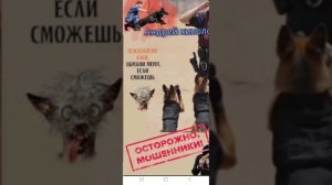 Диктуем цифиры.