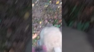 VID_20250926_172414.mp4