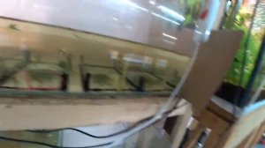 КУПИЛ СИНТЕПОН, УБОРКА, НЕРЕСТ ДАНИО, О СКАЛЯРИЯХ