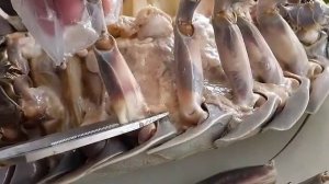 Как готовят морских тараканов