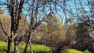 Как одиночество моё - осенний сад...