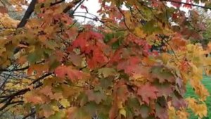 Анатолий Кулагин - Любимая