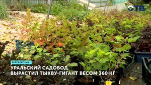 Тыква размером с лодку стала гордостью уральского огорода