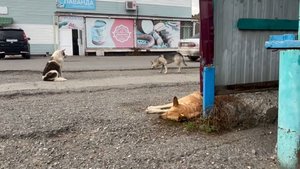 "Насмерть загрызли": в Майна хозяйничают бездомные псы