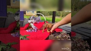 Винтуринья, девочка пти брабансон. Шоколадный соболь 🖤🧡уехала в москву