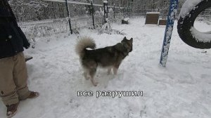 Аляскинский маламут: где выгуливать?