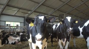 В районе завершили уборку зерновых — наступает время для обновления кормового рациона