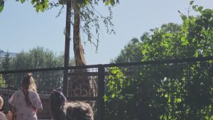 Зебра и Жираф