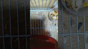 Домик для хомяка