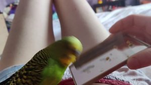 забавные Птичкины красавчики после купания