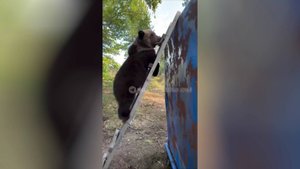 Югорские медведи легли в спячку на вагончиках вахтовиков