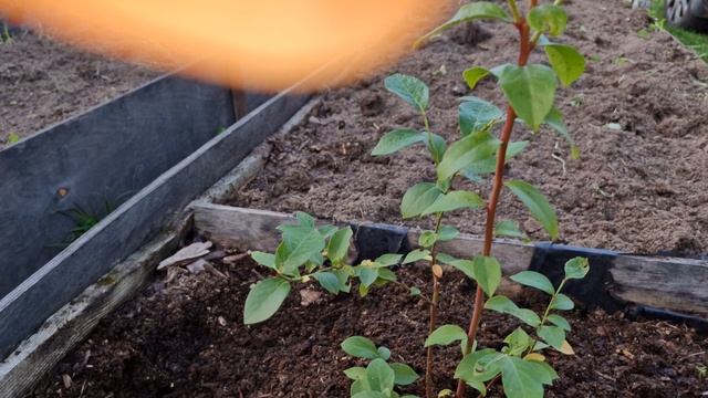Посадка 3хлетнего саженца голубики. смотреть онлайн