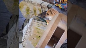 1000035510.mp4 (Собака наблюдает за устройством заземления в доме А-фрейм)