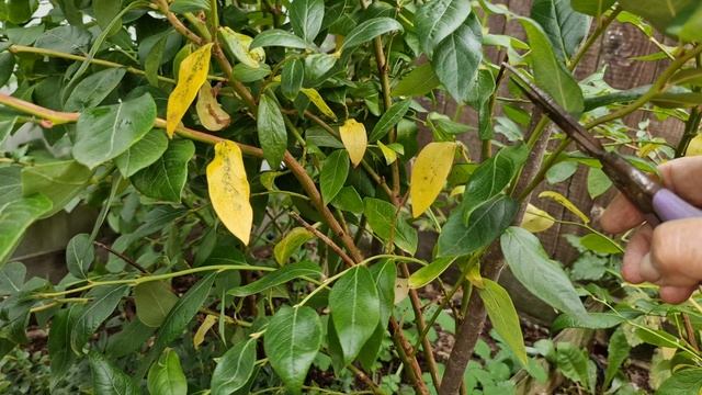 Обрезка 6-летнего куста голубики сорта Дюк. смотреть онлайн