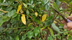 Обрезка 6-летнего куста голубики сорта Дюк.