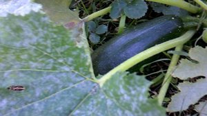 Обзор нашего кабачка №3 - Цукеша