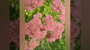 20250926_151556551.mp4