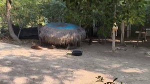 в Таиланде обизяны кингуру и слоны