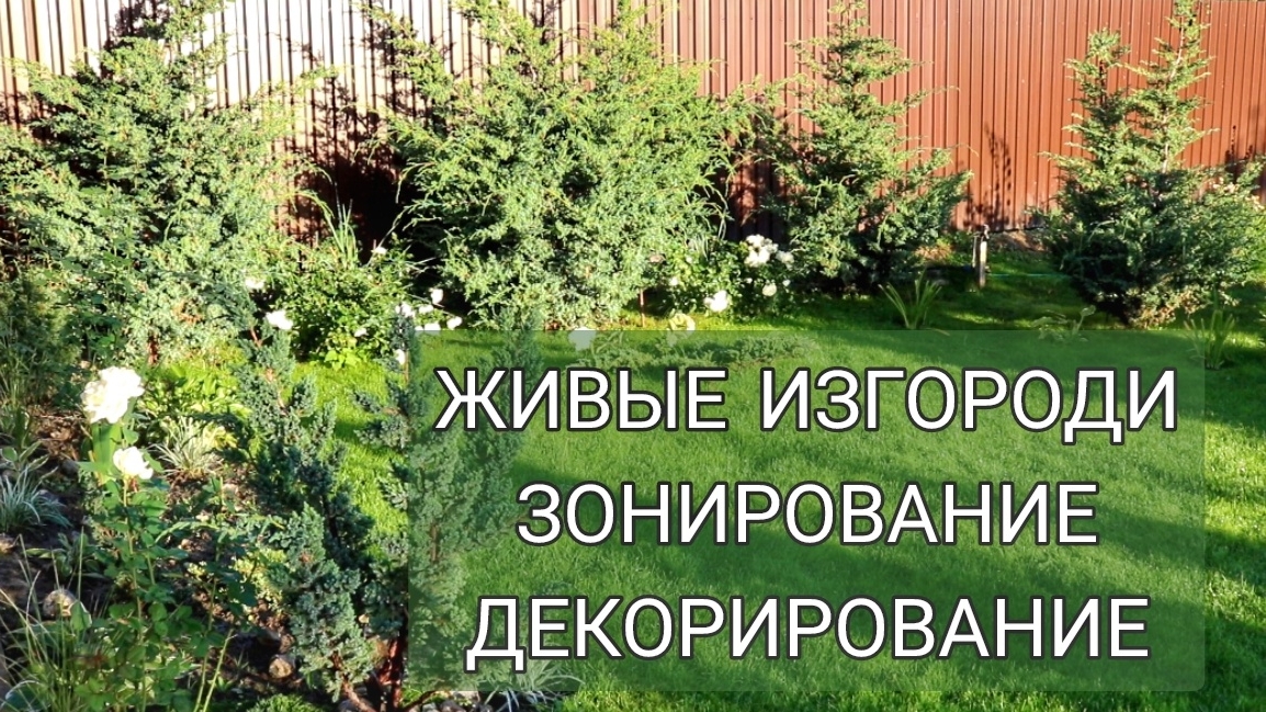 ЖИВЫЕ ИЗГОРОДИ, ЗОНИРОВАНИЕ И ДЕКОРИРОВАНИЕ ИЗ МОЖЖЕВЕЛЬНИКА. 26.09.2025г.