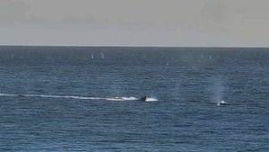 Кадры уничтожения беспилотных катеров ВСУ в Черном море