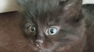 Милый котенок Черничка прыгает на кровати