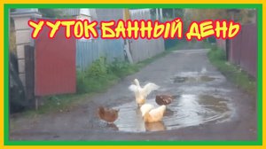 24-25/9 25 ГРИБЫ ЗАПОЛОНИЛИ УЧАСТОК. ДАЧА ВСТРЕЧАЕТ САЛЮТОМ. ЖИРНЫЕ ГУЗКИ НА ДОРОГЕ. .