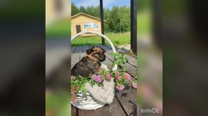 Девочка брюссельский гриффон. Рыжая. Выпускница нашего питомника. Лето 2025