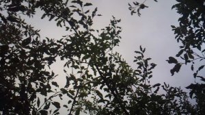 Работа в саду: сбор яблок плодосъёмником (фрагмент)