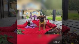 Васфия🤎🧡девочка пти брабансон. Уехала в Ростов