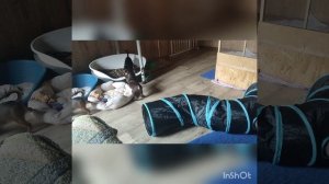 Игры наших щенков💝💝💝