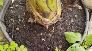 Осенний обзор пальм