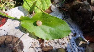 Вселенная на листке одувана