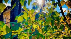 Солнечный осенний денёк в городе , Асбест, Средний Урал🌿🌳🌱🌼🍁🌲🌾🍂