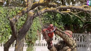 В Керчи продолжают убирать аварийные деревья