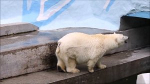 Герда в своём вольере после ремонта 24.09.2025