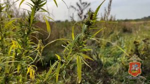 В Подмосковье полицией уничтожен очаг дикорастущей конопли размером выше человеческого роста