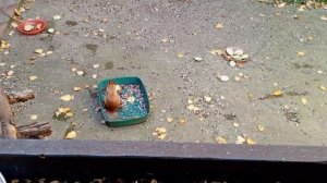 пятница у вольных белок