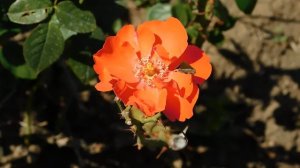 22==09==2025  ПВН  КМР   (155)