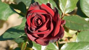 22==09==2025  ПВН  КМР   (175)