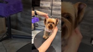 Стрижка мордочки йорка