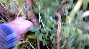 "Поросла через другую тыкву" - Богатырская Сила !