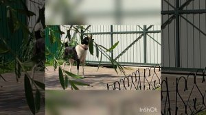 Рири -Наша Азитка аборигенного типа💝💝💝