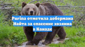 Purina отметила добермана Найта за спасение хозяина в Канаде