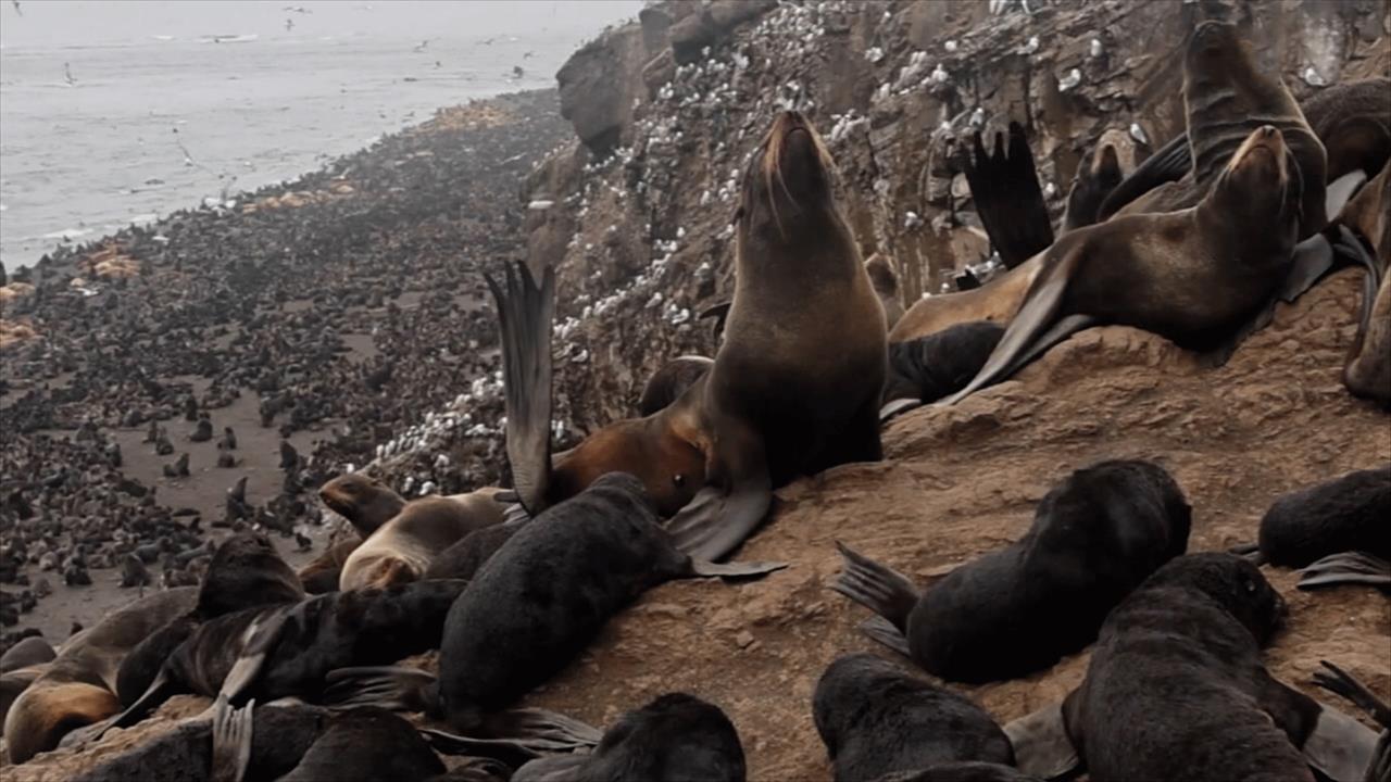 "Потюленить", чтобы не "выгореть": почему не стоит отказываться от выходных и отпуска