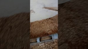 Накорми питомцев потом поешь сам!