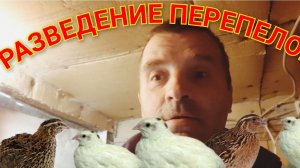 Перепела. Клетки для перепелов