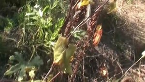 Первый урожай моего нового сорта снят 27 сентября 2025 года