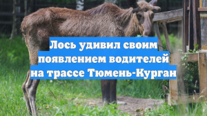 Лось удивил своим появлением водителей на трассе Тюмень-Курган